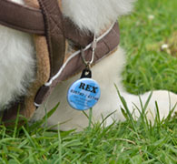 badge on dog, dog tag